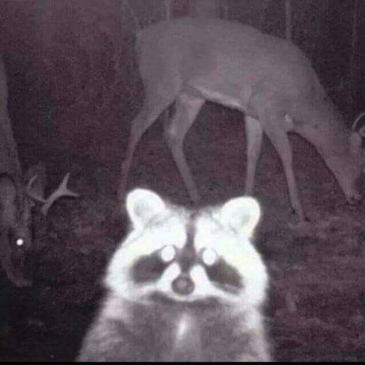 Raccoon in front of nighttime wildlife camera