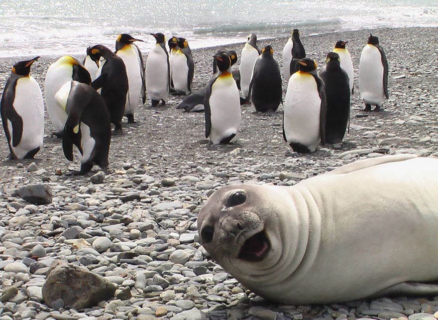 Seal smiling in front of a group of penguins