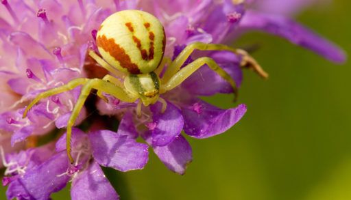 Goldenrod crab spider sitting on a purple flower.