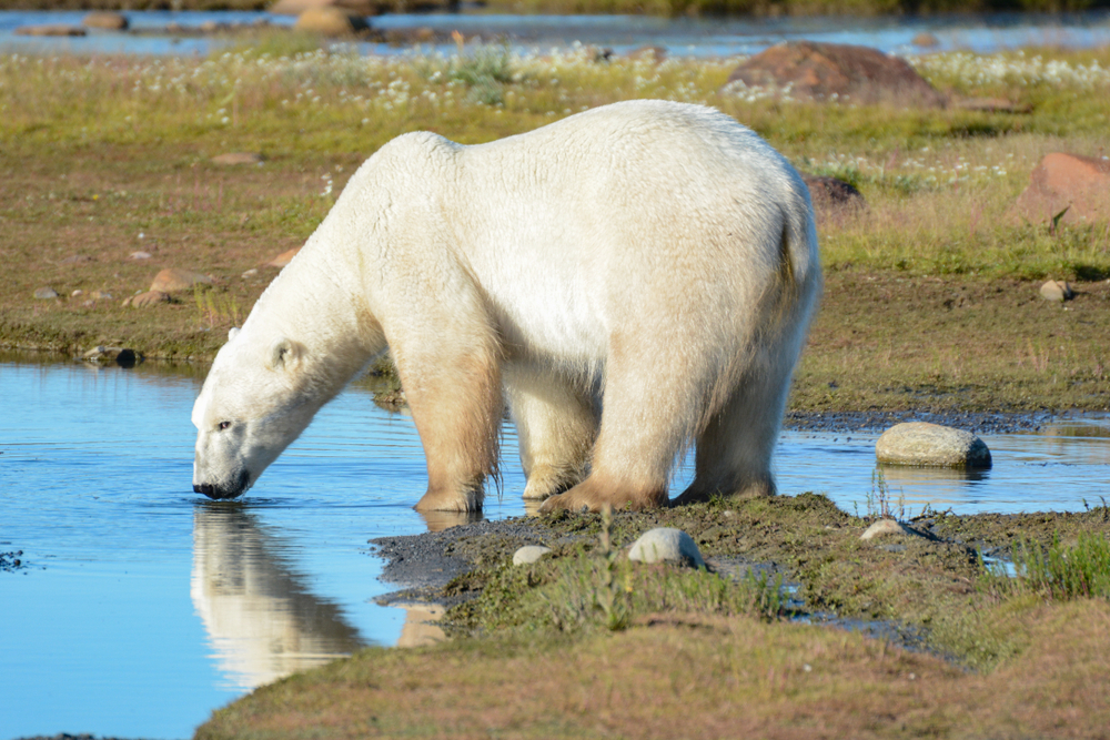 White polar bear drinking from a stream in the spring.