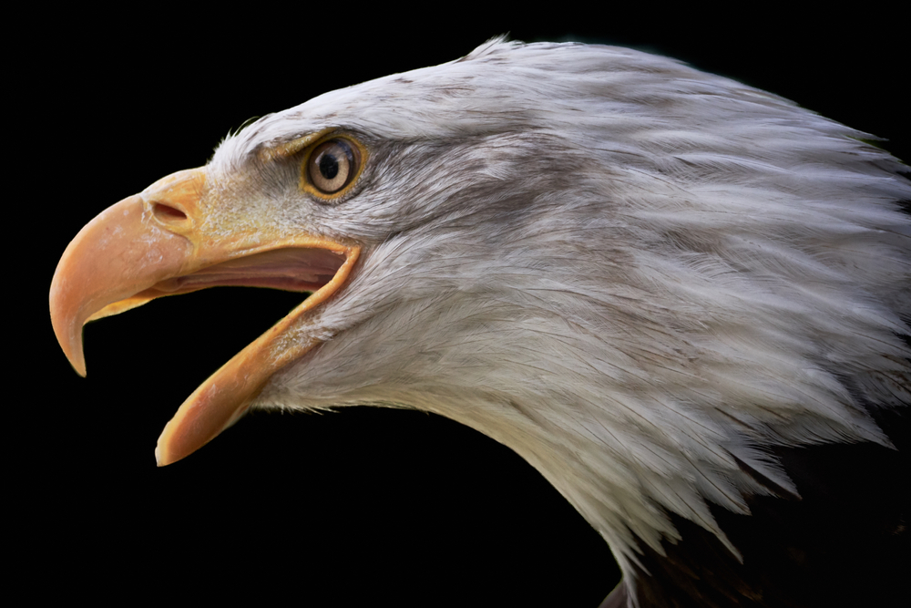 Close-up side-view of a bald eagle with its mouth open.