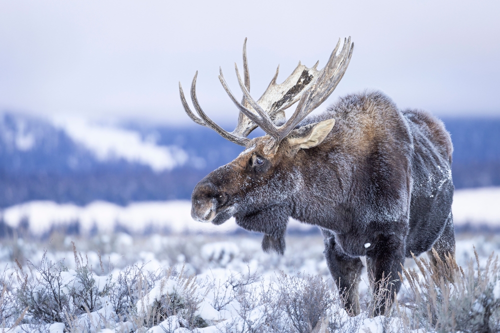 Large brown moose covered in snow standing in a field in winter.