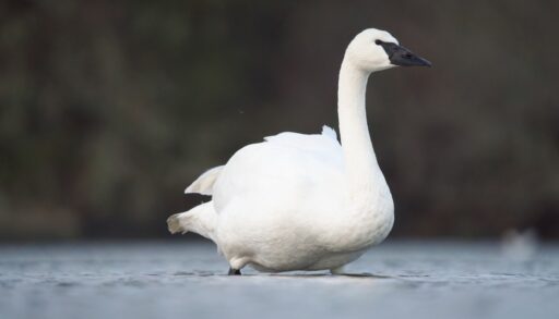 Trumpeter swan sitting on a lake.