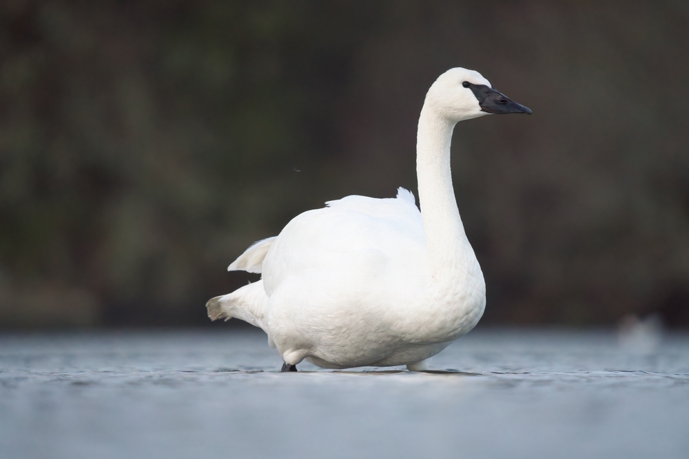 Trumpeter swan sitting on a lake.