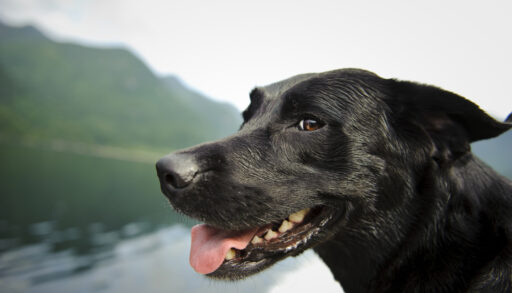 Close-up side-view of a black lab dog by a lake.