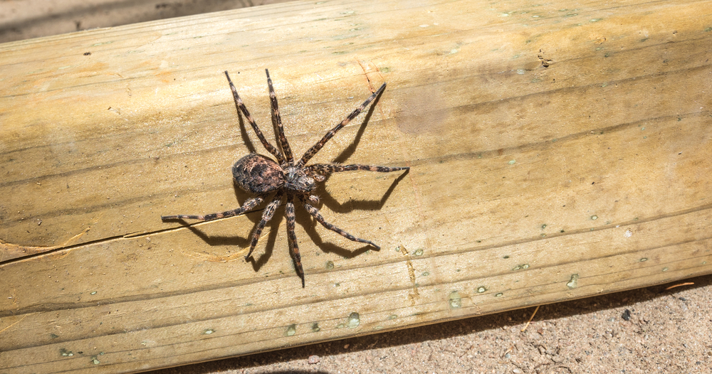 Large dock spider in a wooden deck.