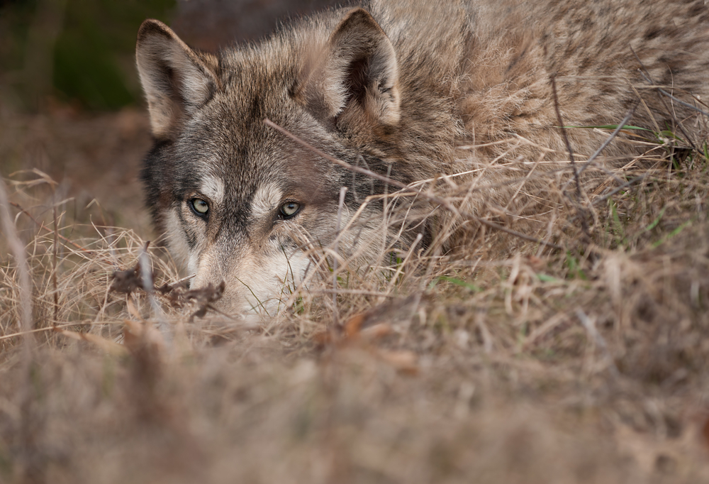 Grey wolf hiding in the grass.