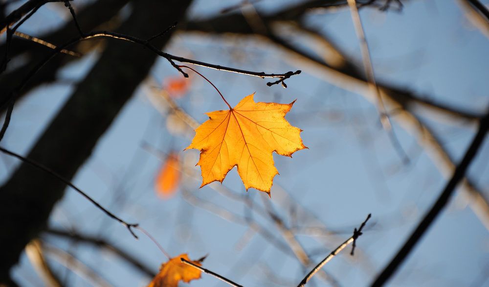 Orange leaf still on a tree in autumn.