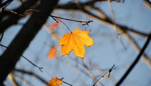 Orange leaf still on a tree in autumn.