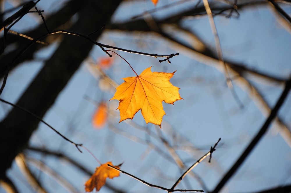 Orange leaf still on a tree in autumn.