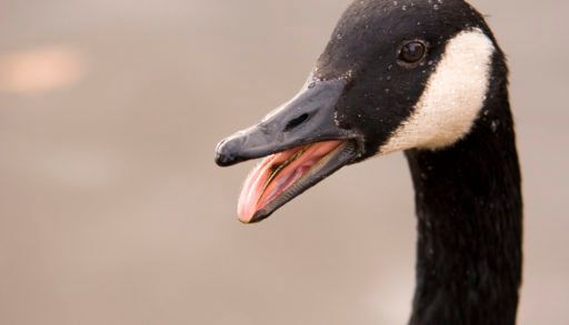 Canada goose facts