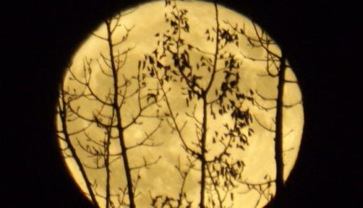 Trees with moon as backdrop