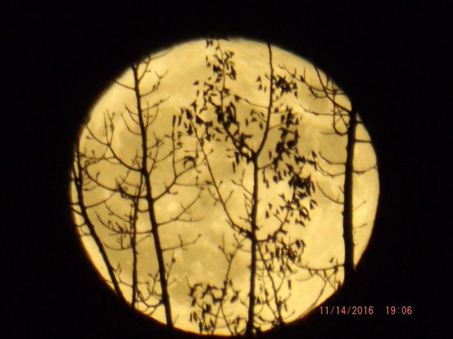 Trees with moon as backdrop