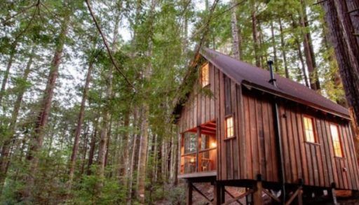 Owl Tree Cabin
