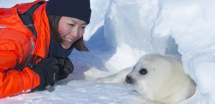 Listen to seal pup cries in Newfoundland
