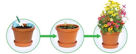 Time-lapse of planted wrapping paper blooming into flowers