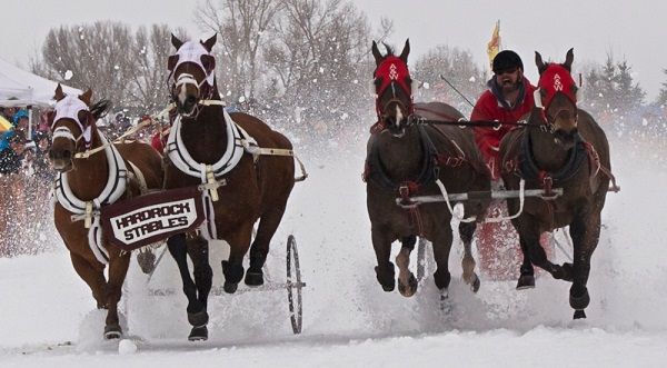 horse chariots racing in the snow