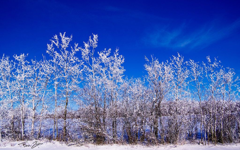 trees covered in snow