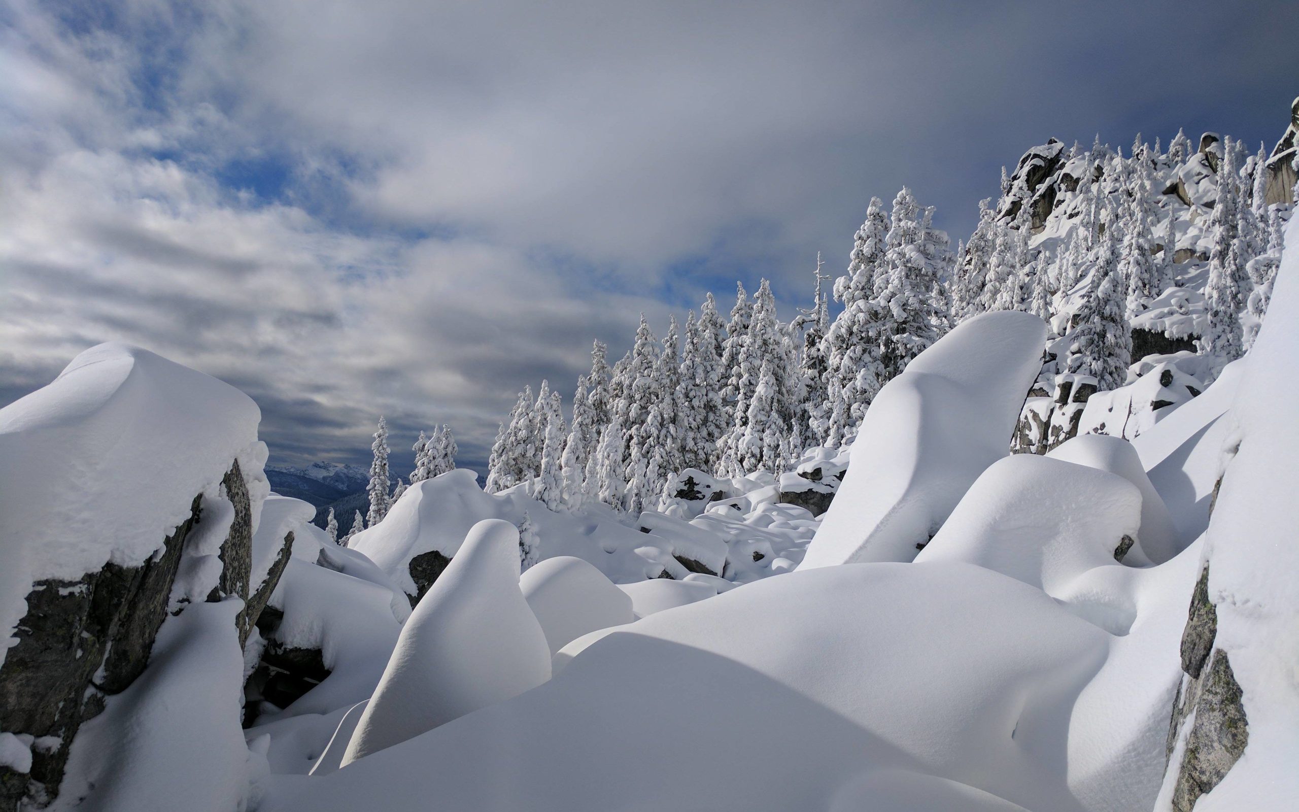 Trees buried in snow