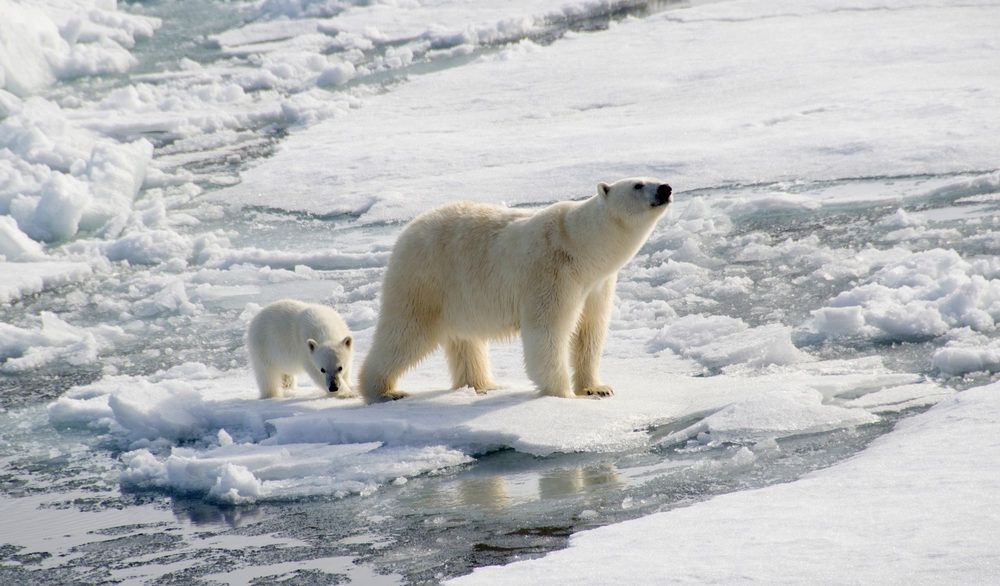 Polar bear and their cub on ice in the Arctic.