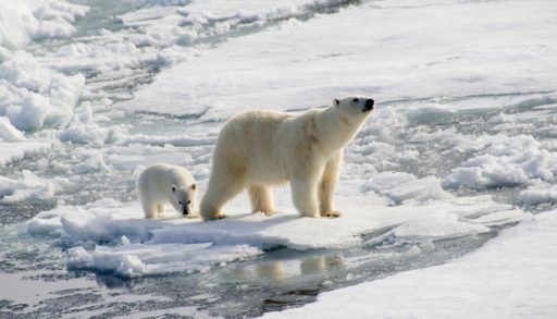 Polar bear and their cub on ice in the Arctic.