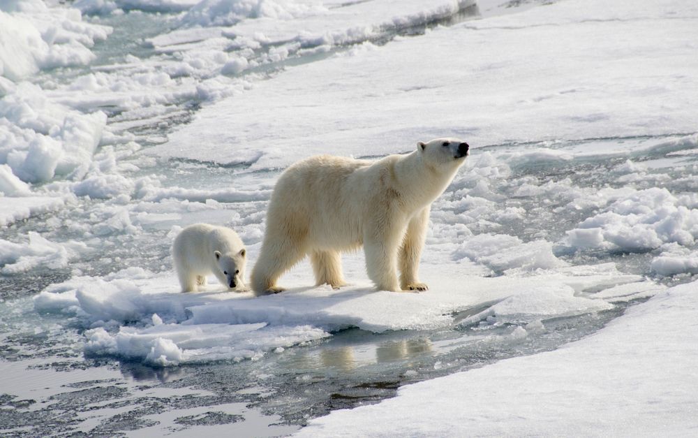 Polar bear and their cub on ice in the Arctic.