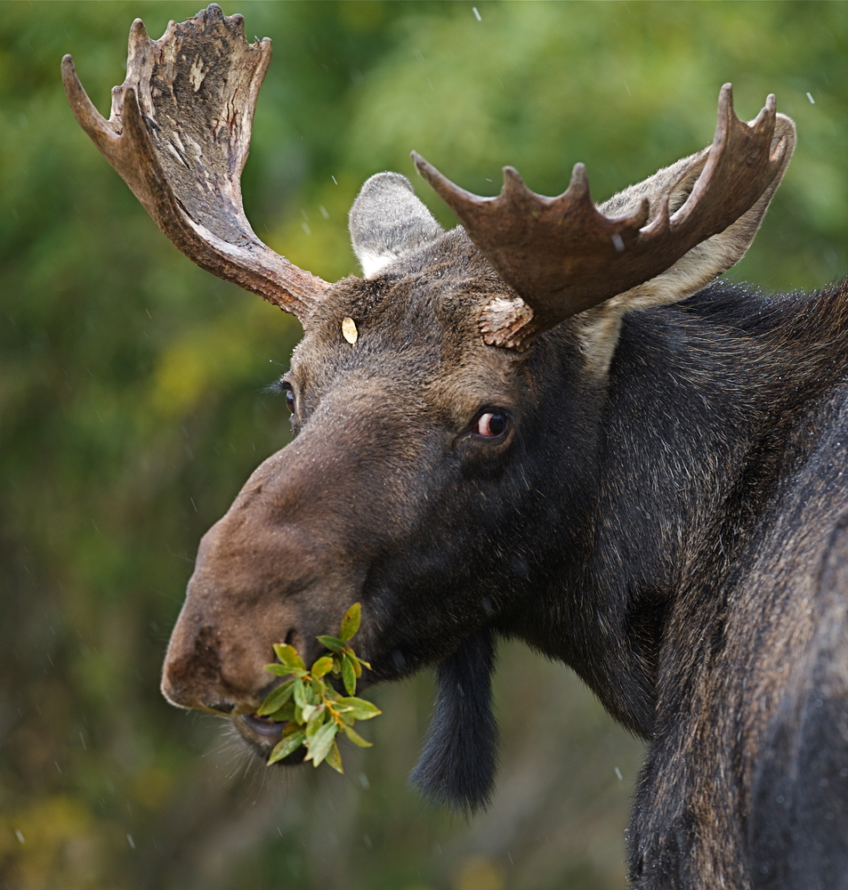 Brown bull moose looking over its shoulder eating a green plant.
