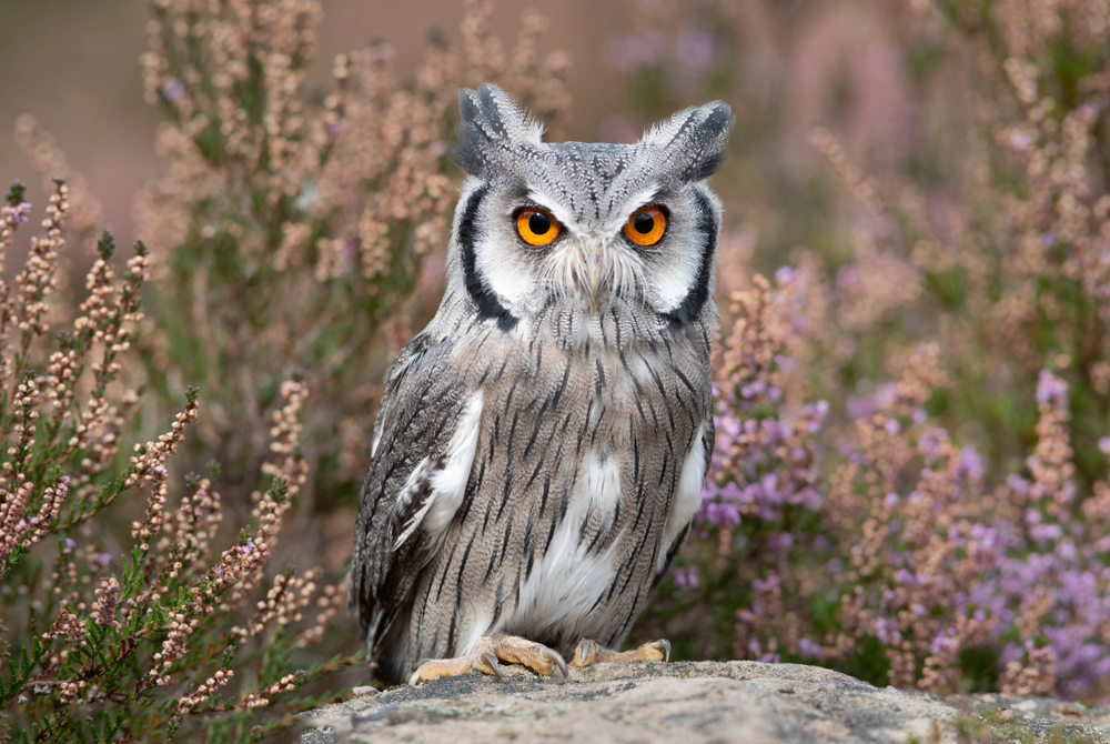 Close-up portrait of a grey, white, and black owl with orange eyes.