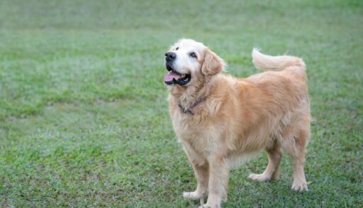 Golden retriever dog standing in a field.