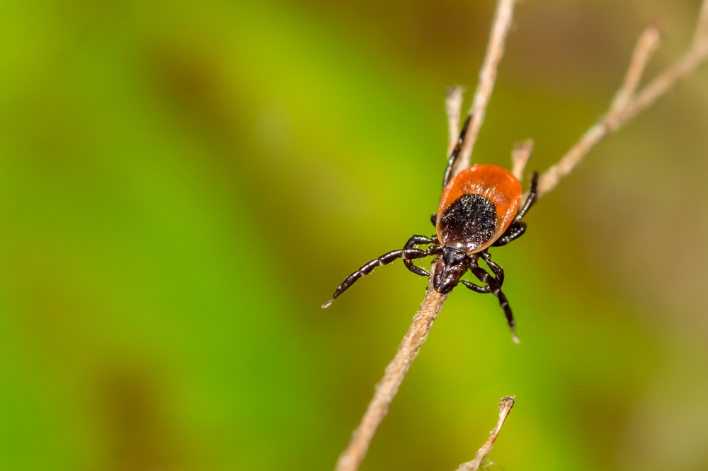 A tick on a twig.