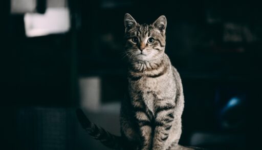 Grey and black stripped cat sitting on a wooden stool.