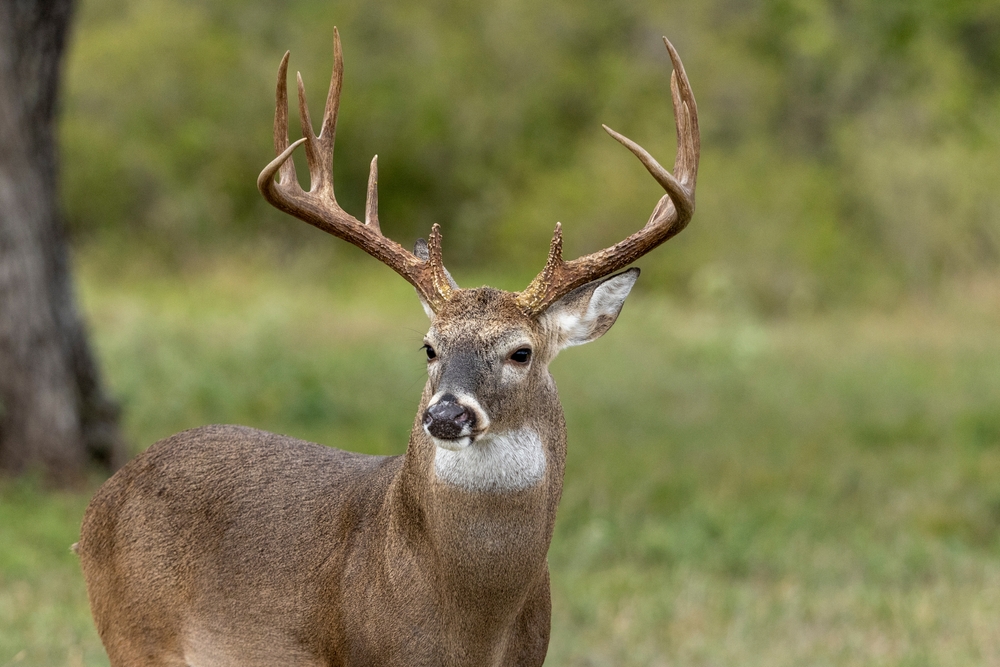 Whire-tailed deer standing in a forest.