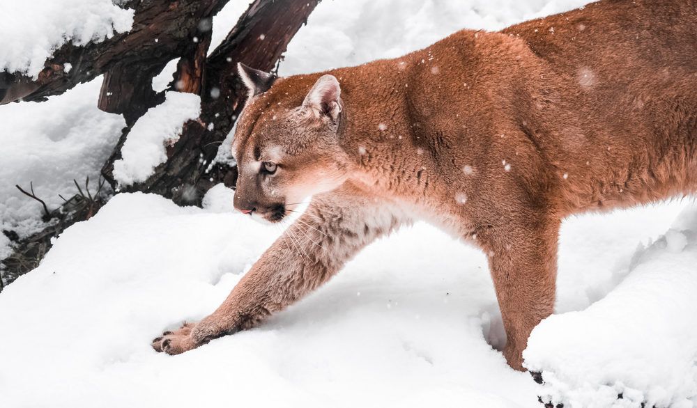 Cougar walking through a forest in the winter.