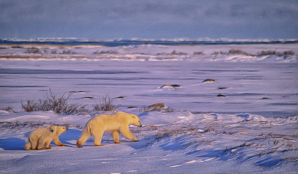 Two polar bears walking in a tundra landscape.