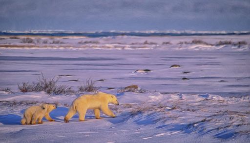 Two polar bears walking in a tundra landscape.