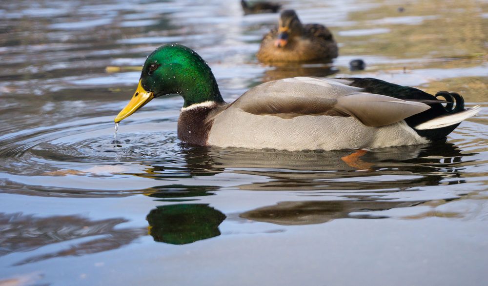 Mallard duck on a pond.