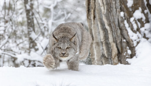 Lynx on the prowl in a snowy forest.