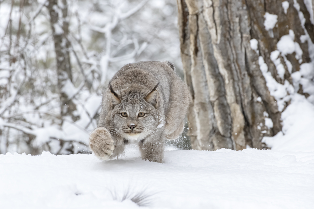 Lynx on the prowl in a snowy forest.