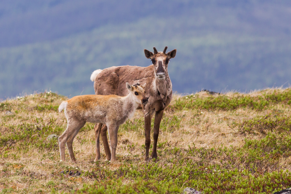 One female caribou and one caribou calf on an open plain.