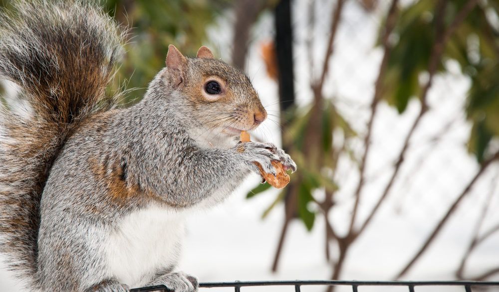 Grey squirrel with a nut on a fence.