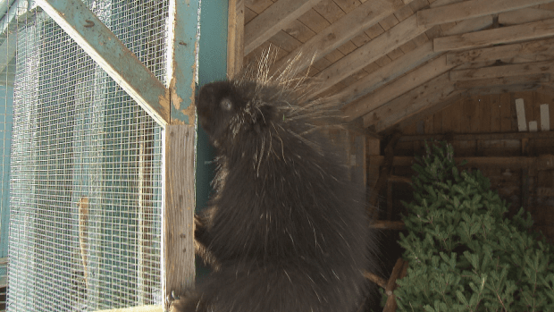Gus the porcupine