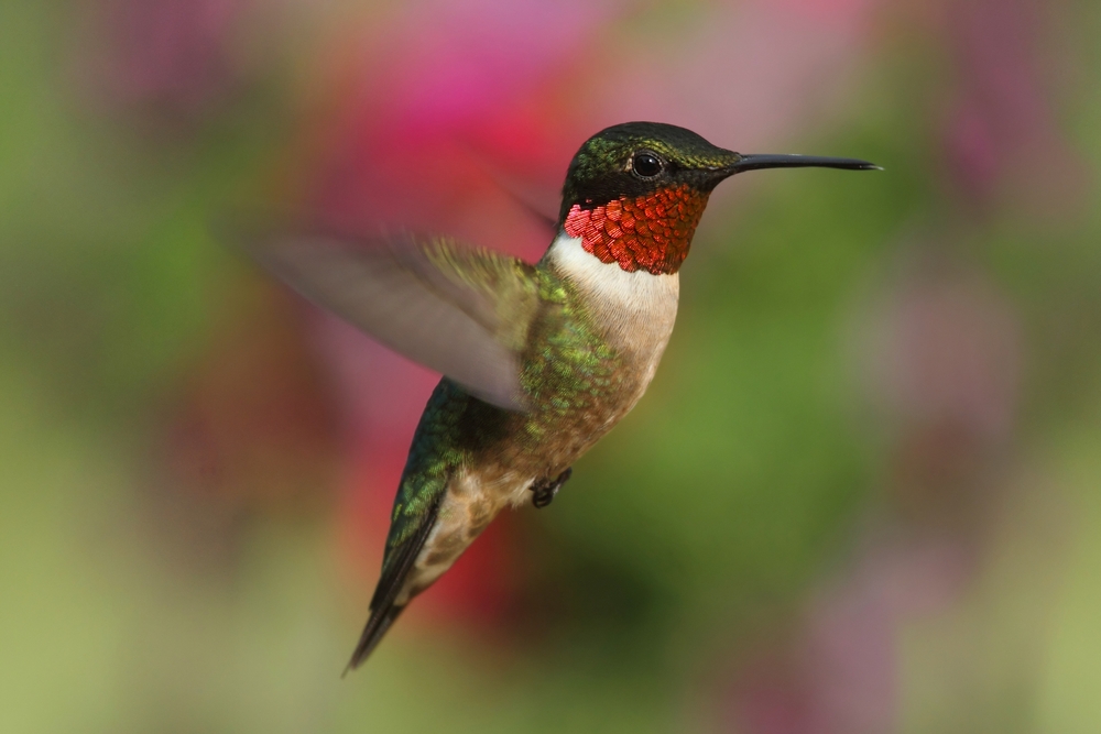 Red, green and white hummingbird isolated on a blurred background.