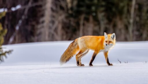 Red fox trotting in a snowy forest.