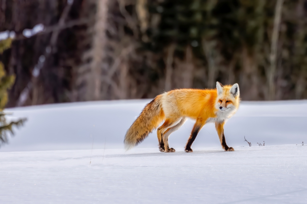 Red fox trotting in a snowy forest.