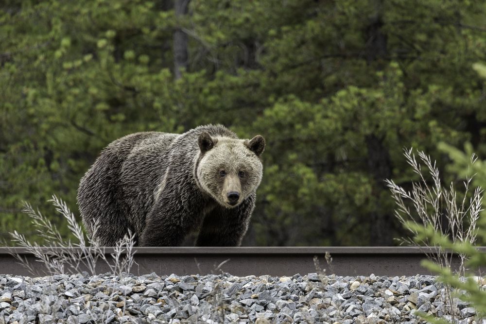 Grizzly bear walking by train tracks right by a forest.