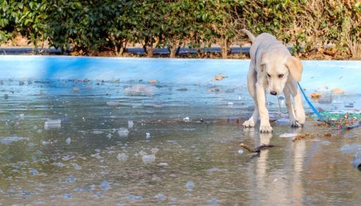 Dog falls through the ice