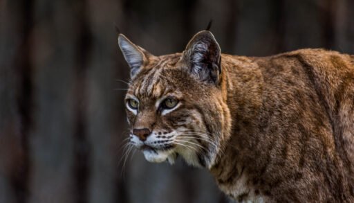 Brown and white bobcat looking into the distance.