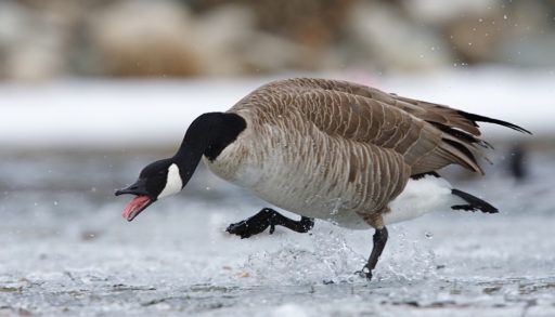 Angry Canada goose stomping on an icy lake.