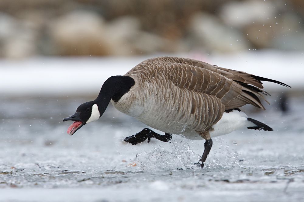 Angry Canada goose stomping on an icy lake.