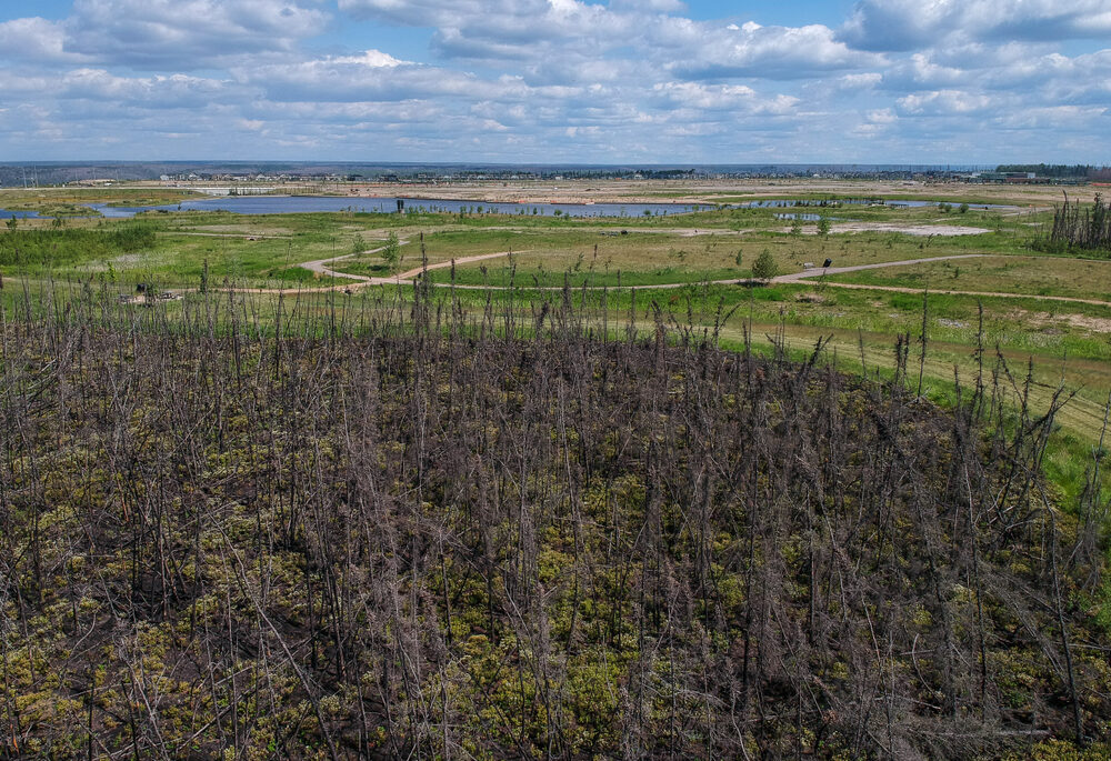 New rebirth of trees in Fort McMurray after the forest fires.